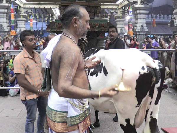 Worship of Gomatha to protect the clan!!