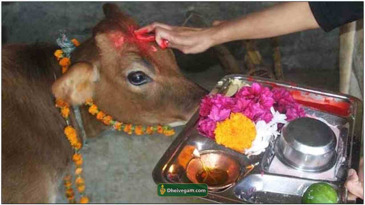 Worship of Gomatha to protect the clan!!