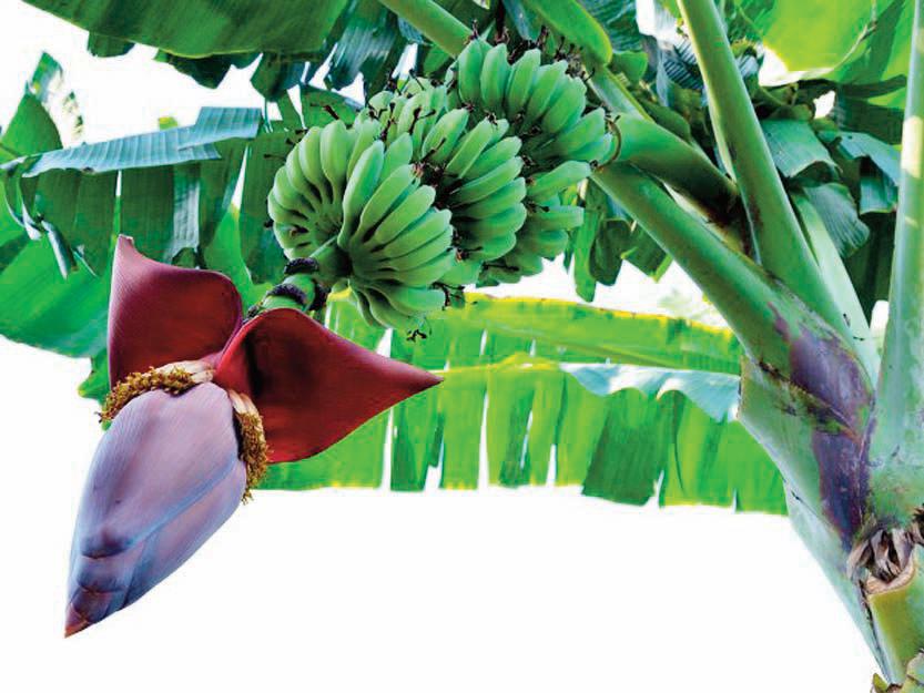 Banana tree on auspicious occasion..!!