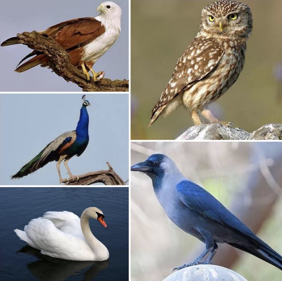 Birds..! The vehicles of the gods...!!