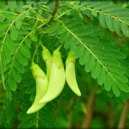 Herbal medicine